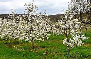kirschgarten2a 300