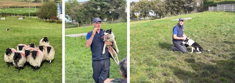 irland25 hirte hund 300